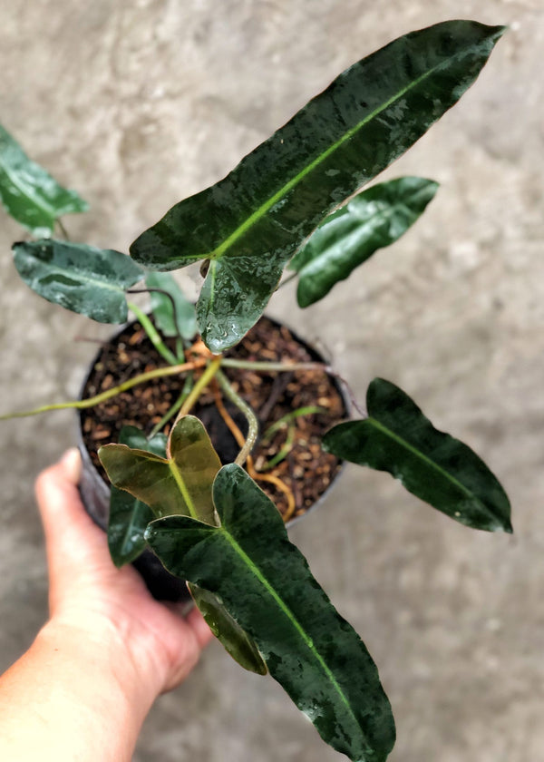 Philodendron Billietiae X Atabapoense