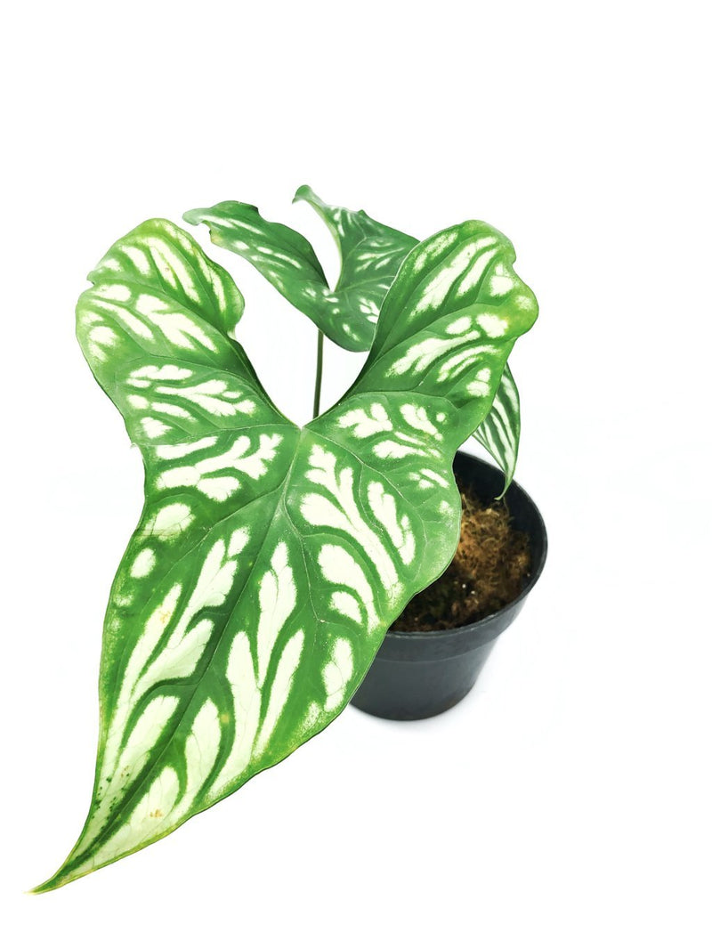 PHILODENDRON (CESCERTIS) MIRABILIS