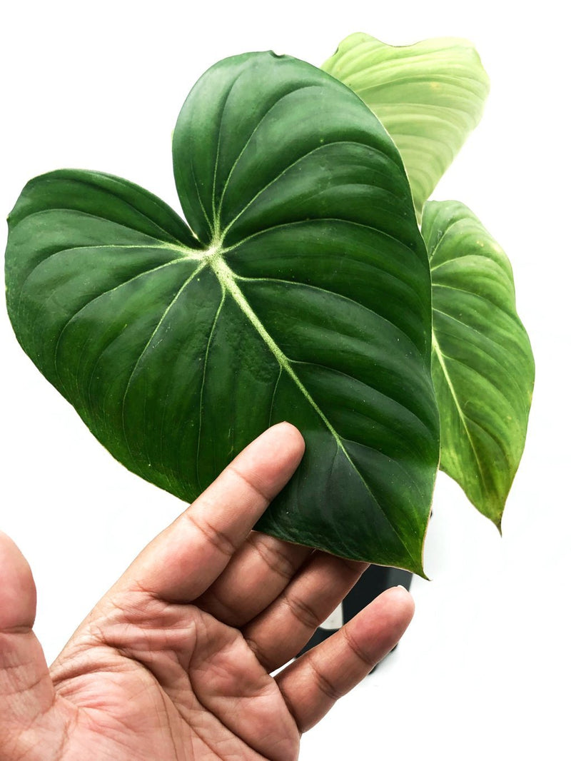 Philodendron Dean Mcdowell