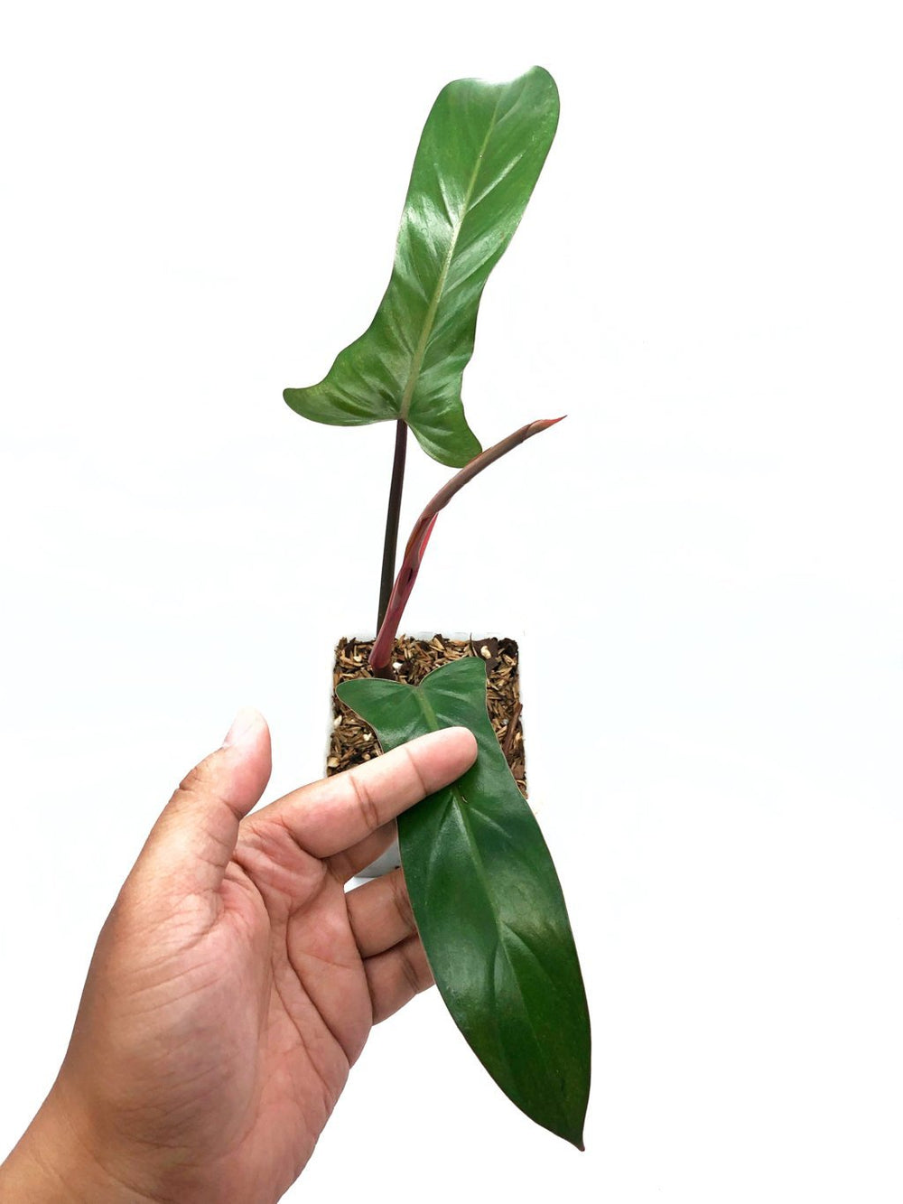 Extreme Rare Philodendron Florida Bronze House outlet Plant Aroid Tropical Indoor Outdoor Free Phytosanitary certificate