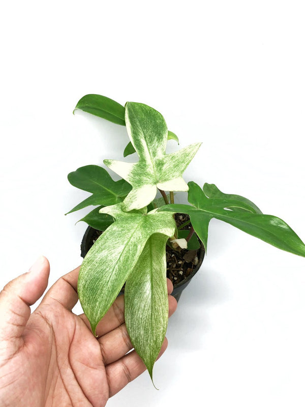 PHILODENDRON FLORIDA GHOST
