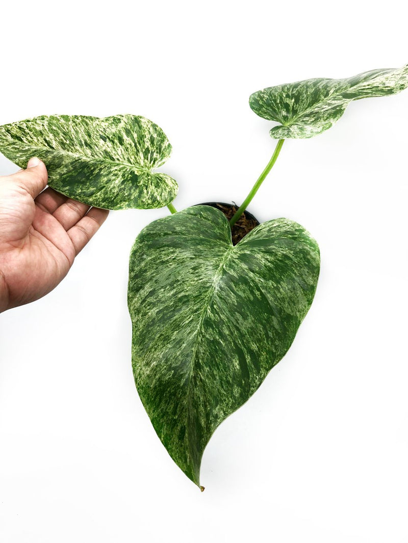 Philodendron Giganteum / Marble Variegated