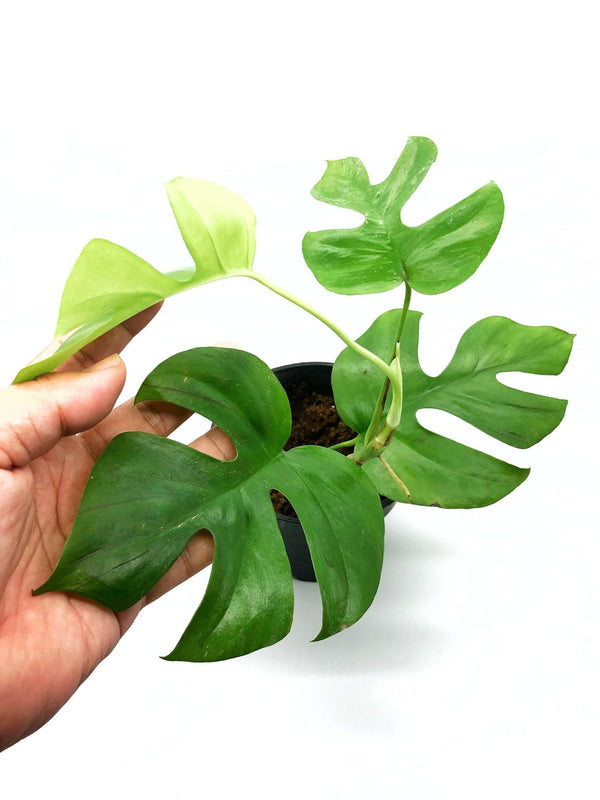 Philodendron Tetrasperma