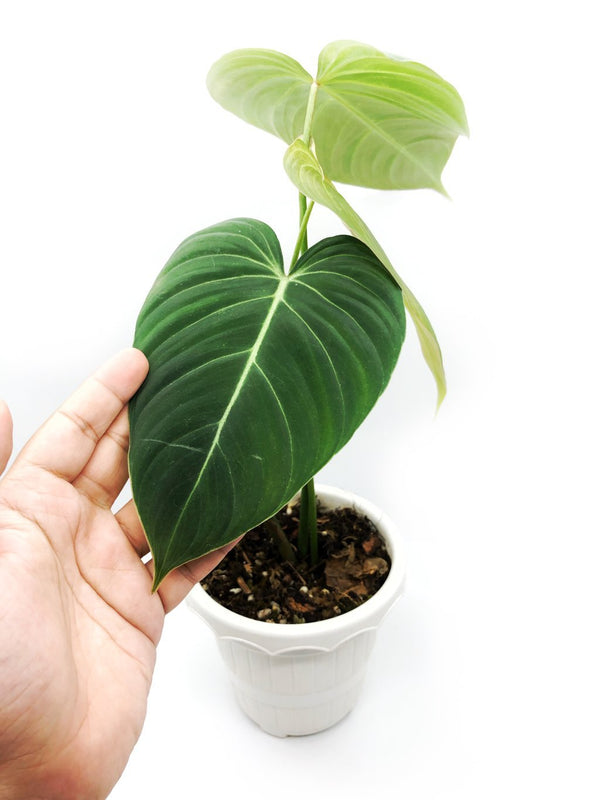 PHILODENDRON GLORIOUS
