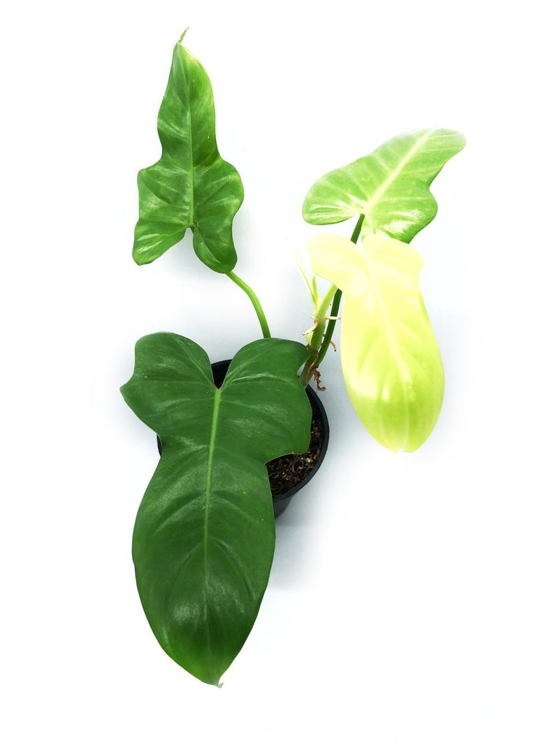 PHILODENDRON GOLDEN VIOLIN