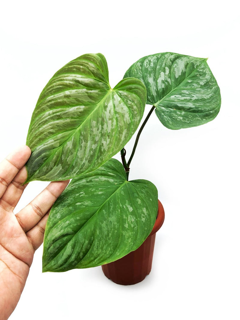 PHILODENDRON MAJESTIC
