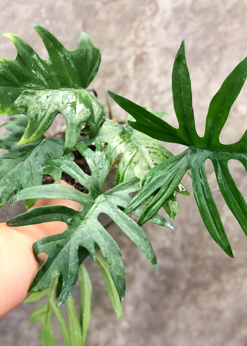 PHILODENDRON MAYOI