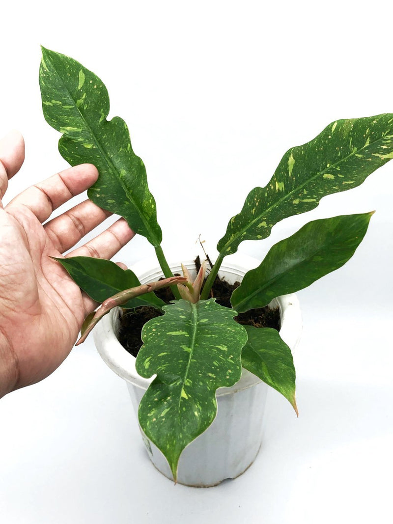 Philodendron Ring Of Fire