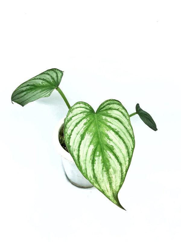 Philodendron Silver Cloud
