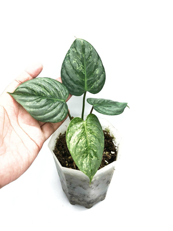 PHILODENDRON SODIROI VARIEGATED