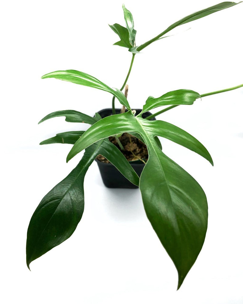 Philodendron Glad-Hands