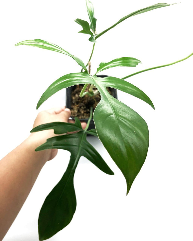 Philodendron Glad-Hands