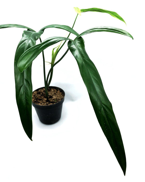 PHILODENDRON HOLTONIANUM
