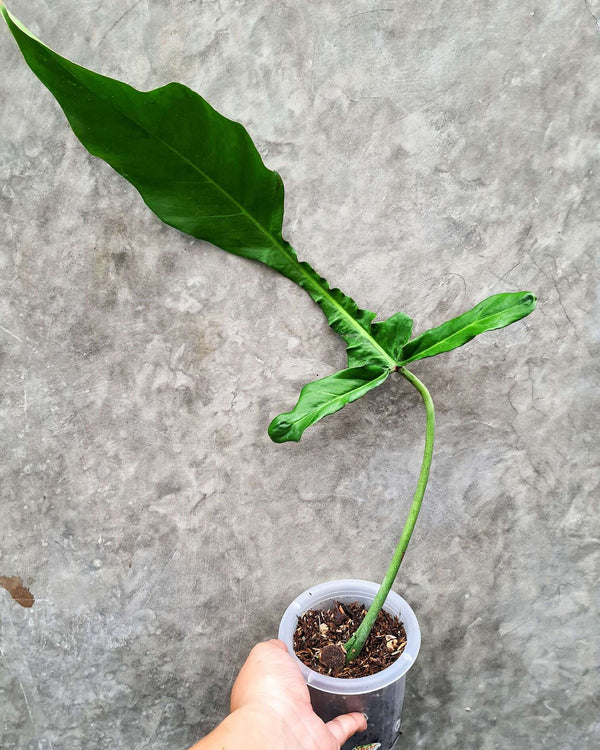 PHILODENDRON JOEPII