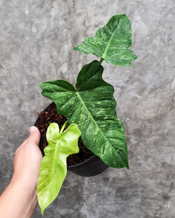 PHILODENDRON LIME FIDDLE VARIEGATED