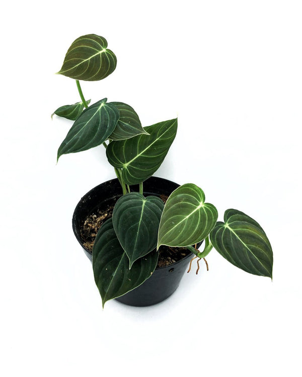 PHILODENDRON MELANOCHRYSUM (SMALL LEAF)