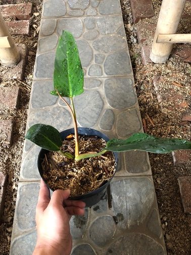 Philodendron Mexicanum