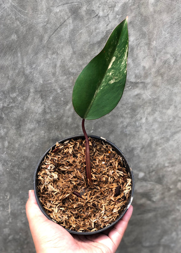Philodendron Strawberry Shake Small