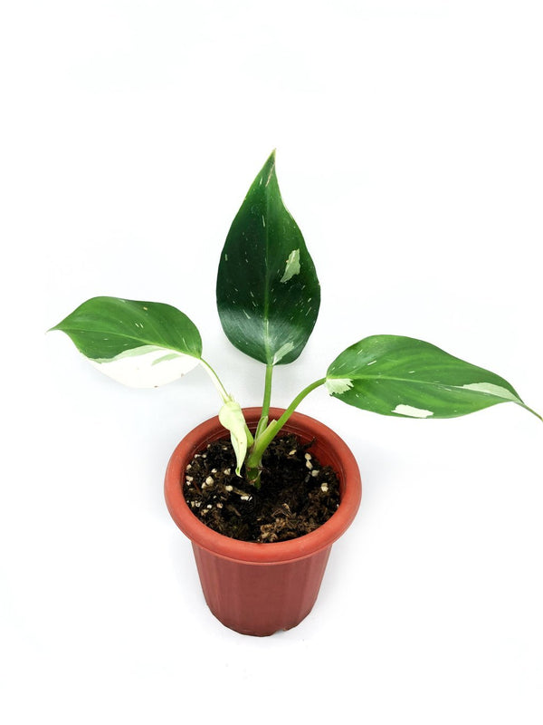 PHILODENDRON WHITE WIZARD