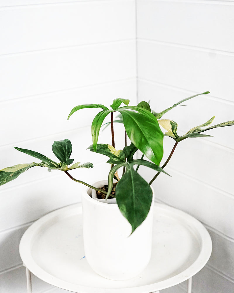 PHILODENDRON FLORIDA BEAUTY 002