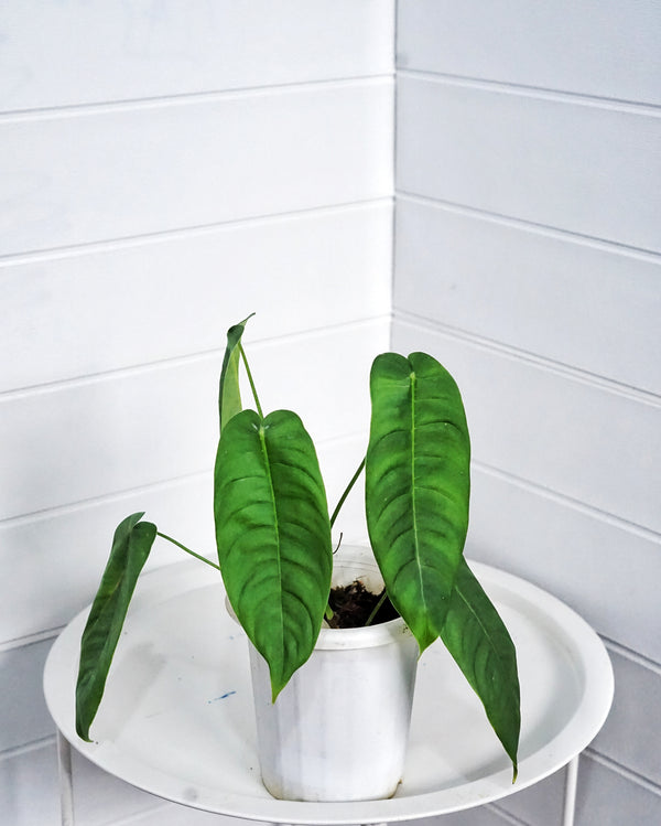 PHILODENDRON SHARONIAE 001