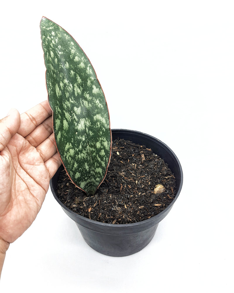 SANSEVIERIA HORWOOD