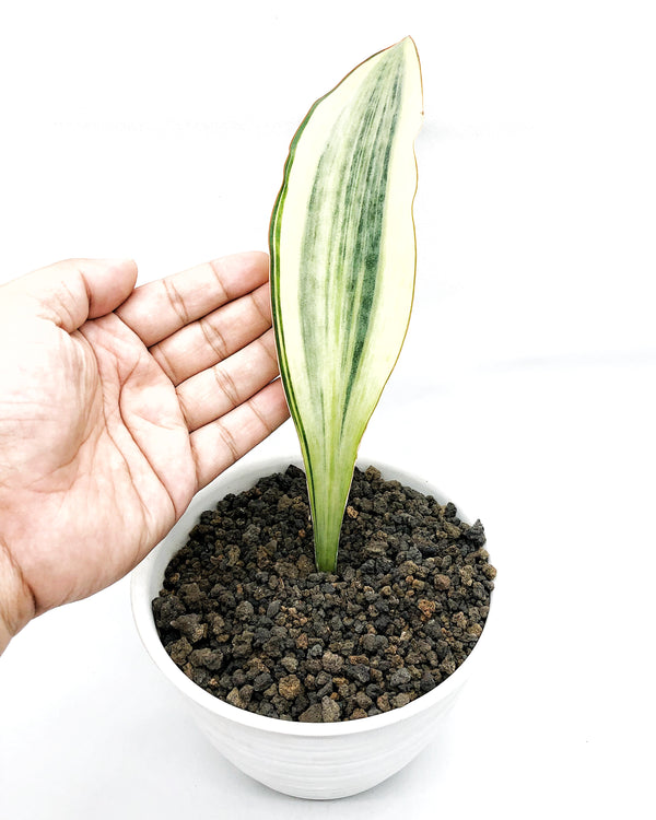 SANSEVIERIA MASONIANA VARIEGATED