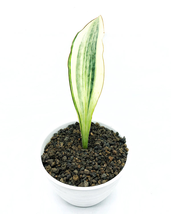 SANSEVIERIA MASONIANA VARIEGATED