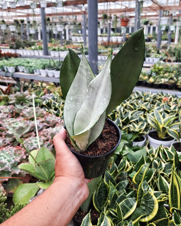 SANSEVIERIA MOONSHINE SILVER