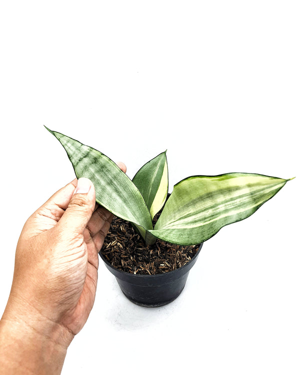 SANSEVIERIA MOON SHINE VARIEGATED WHITE