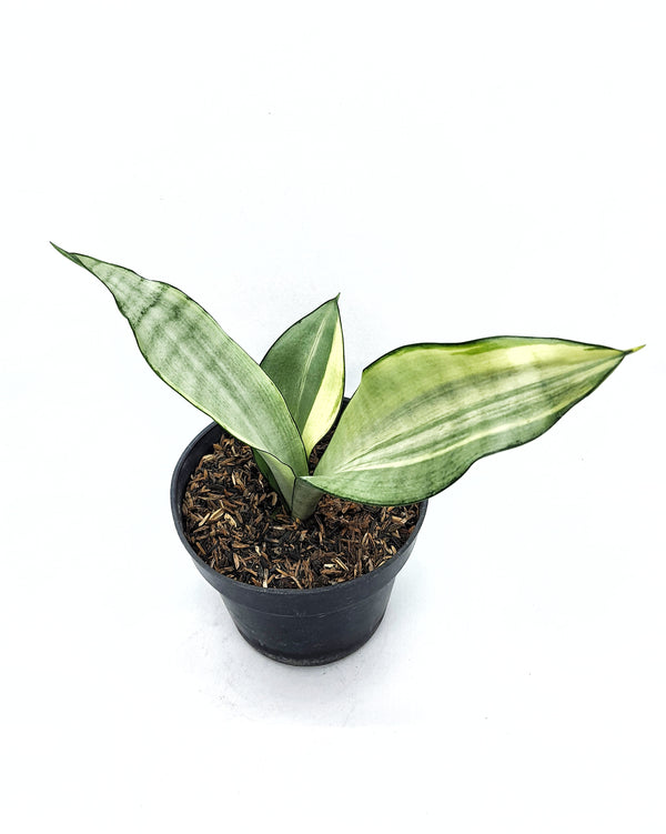 SANSEVIERIA MOON SHINE VARIEGATED WHITE