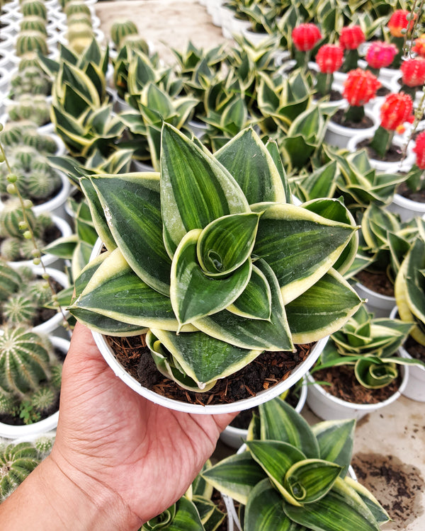 SANSEVIERIA PAGODA VARIEGATED