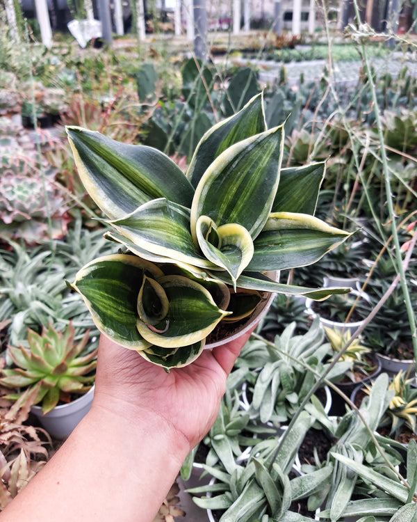 SANSEVIERIA PAGODA VARIEGATED