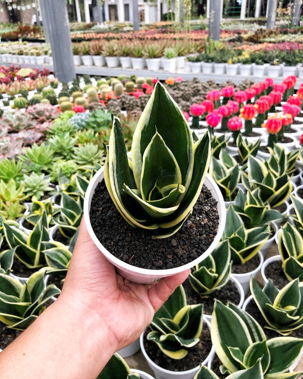 SANSEVIERIA PAGODA