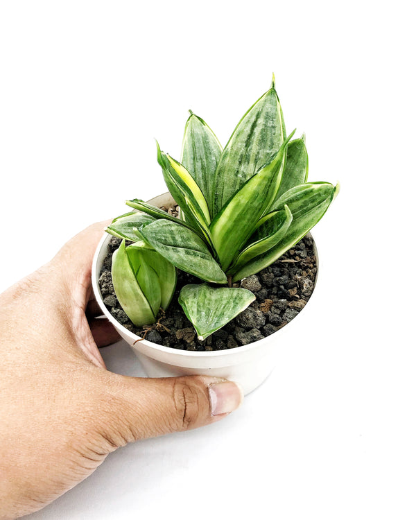 SANSEVIERIA SILVER FROST