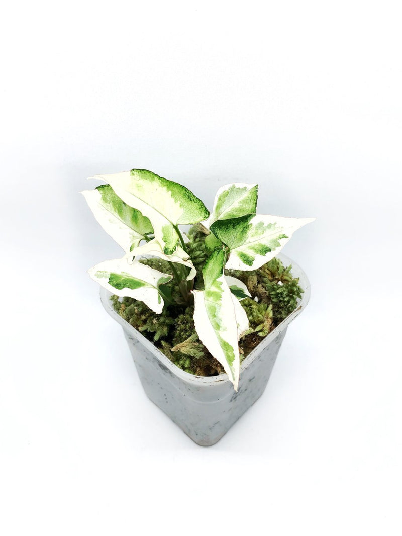 SYNGONIUM T25 STARLITE