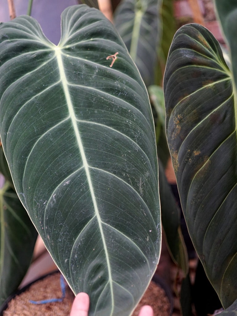 Philodendron Melanochrysum (Long Leaf)